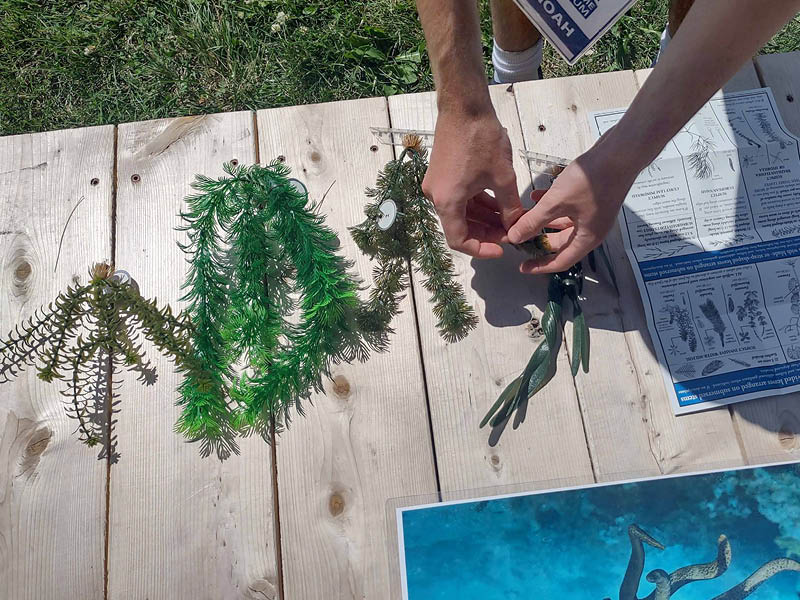 Two hands holding plastic plants and photographs on a wood background